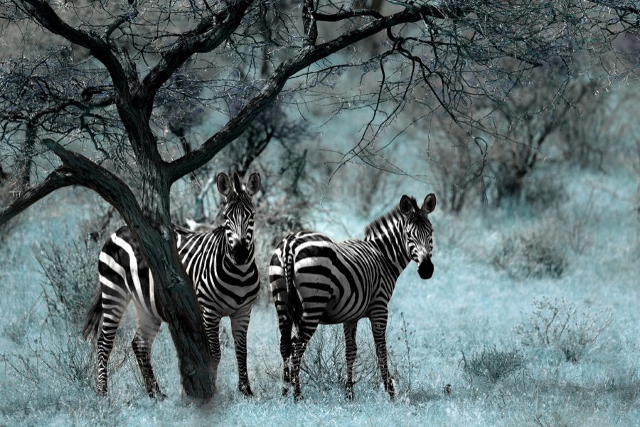Acqua Zebras