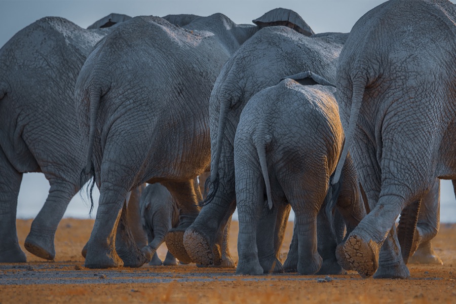 Amboseli Elephants