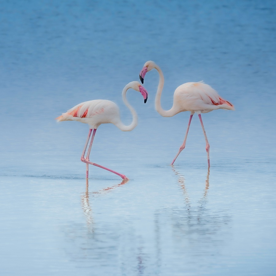 Blue Flamingoes Of Amboseli