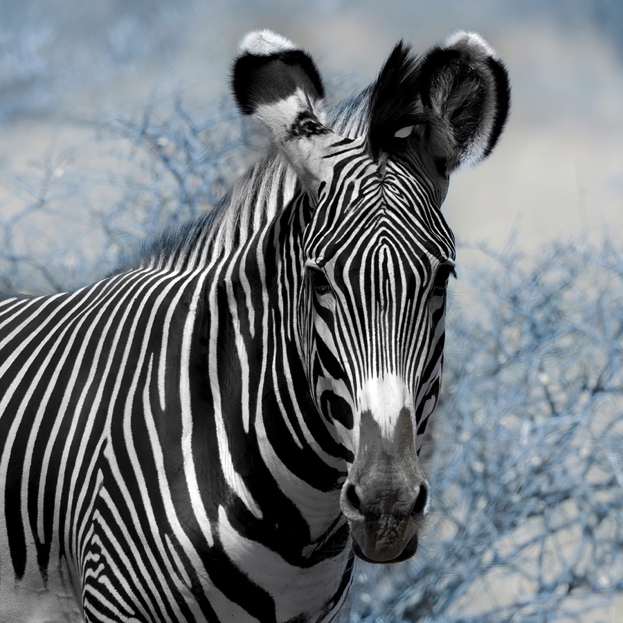 Blue Zebra Looking