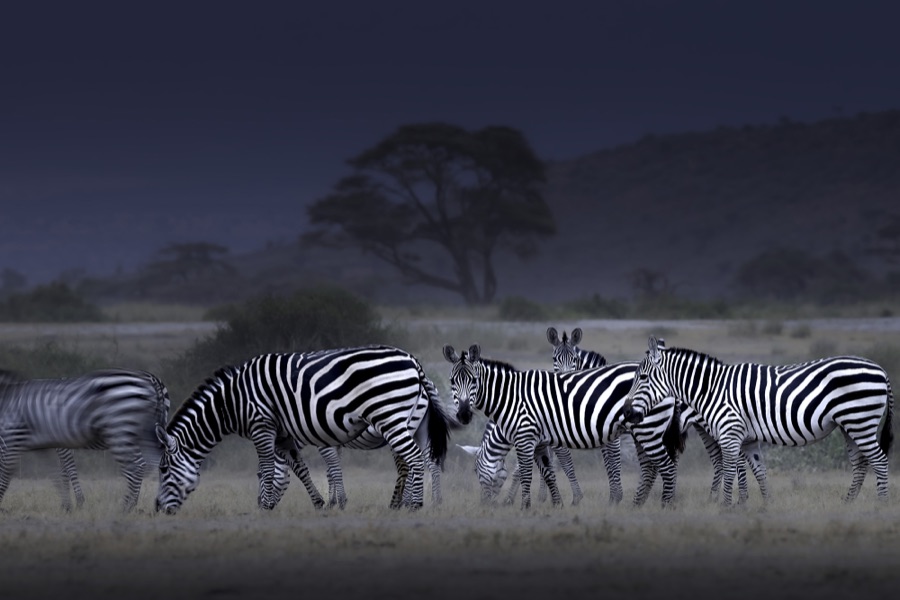 Blue Zebras In Amboseli