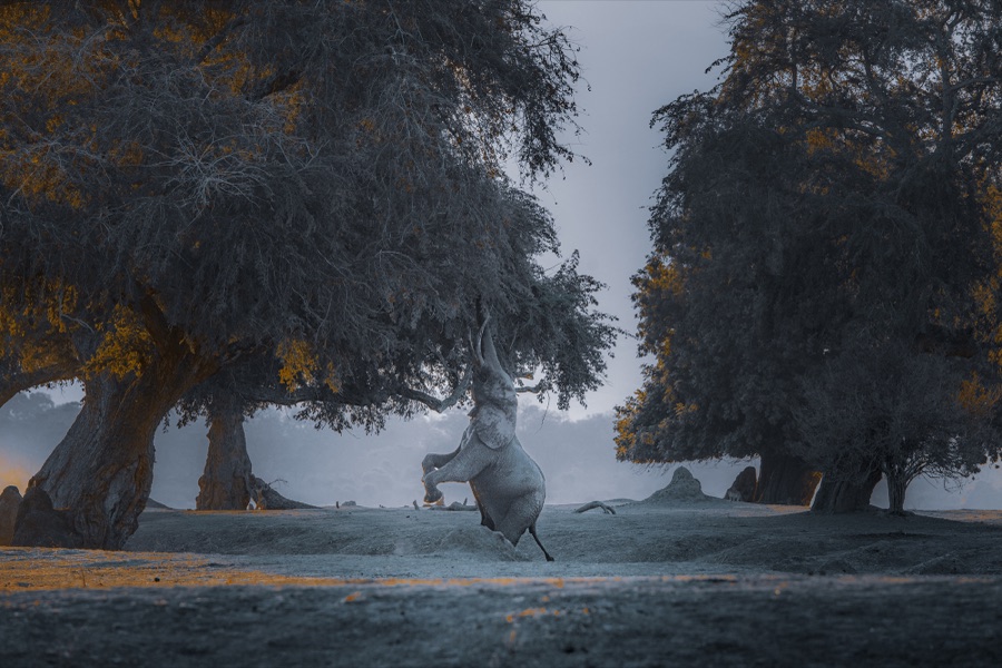Boswell At Mana Pools