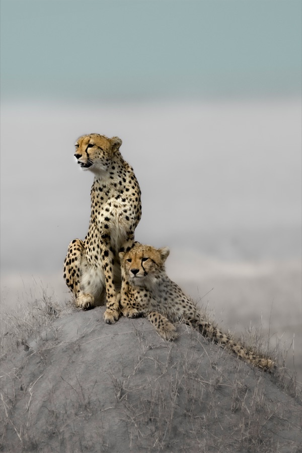 Cheetah Siblings