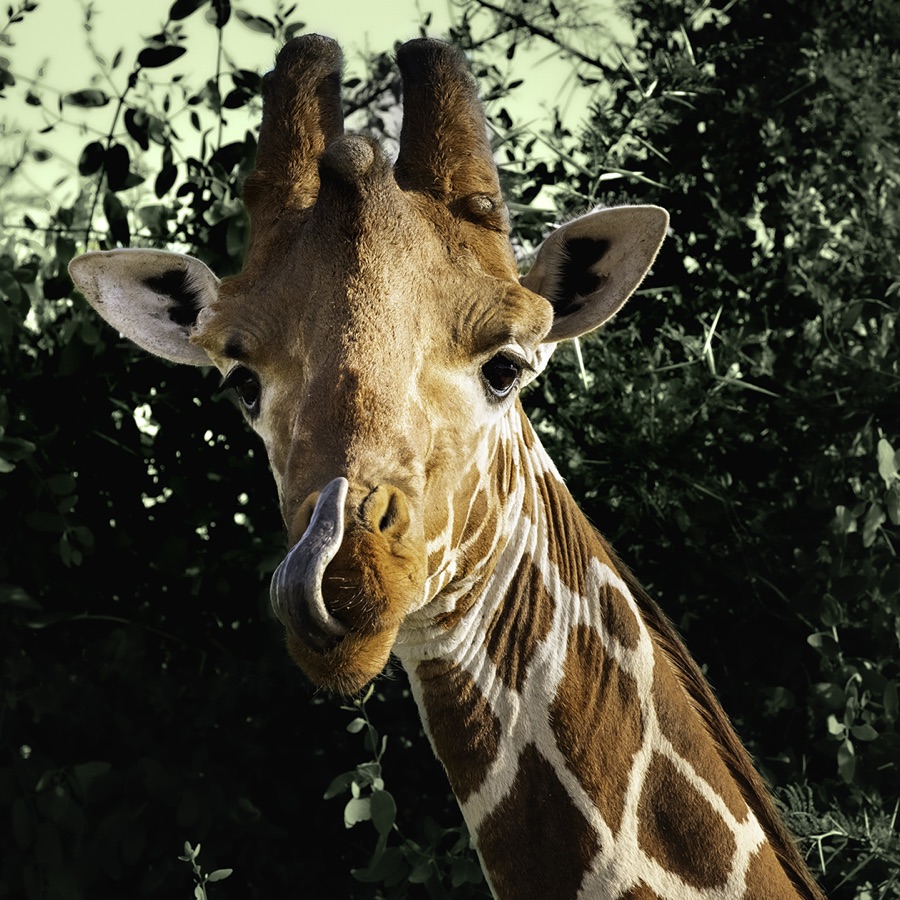 Licking Giraffe