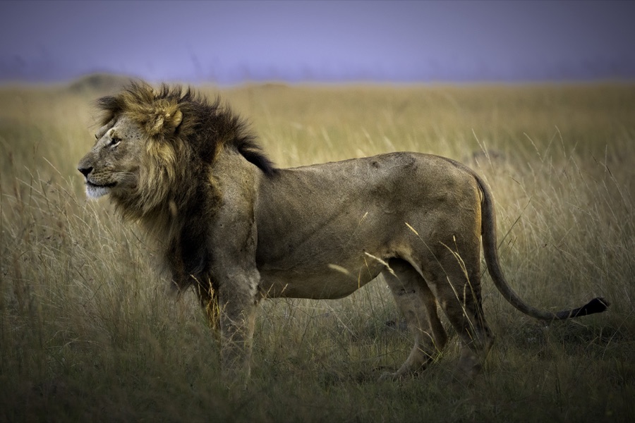 Masai Mara Lion