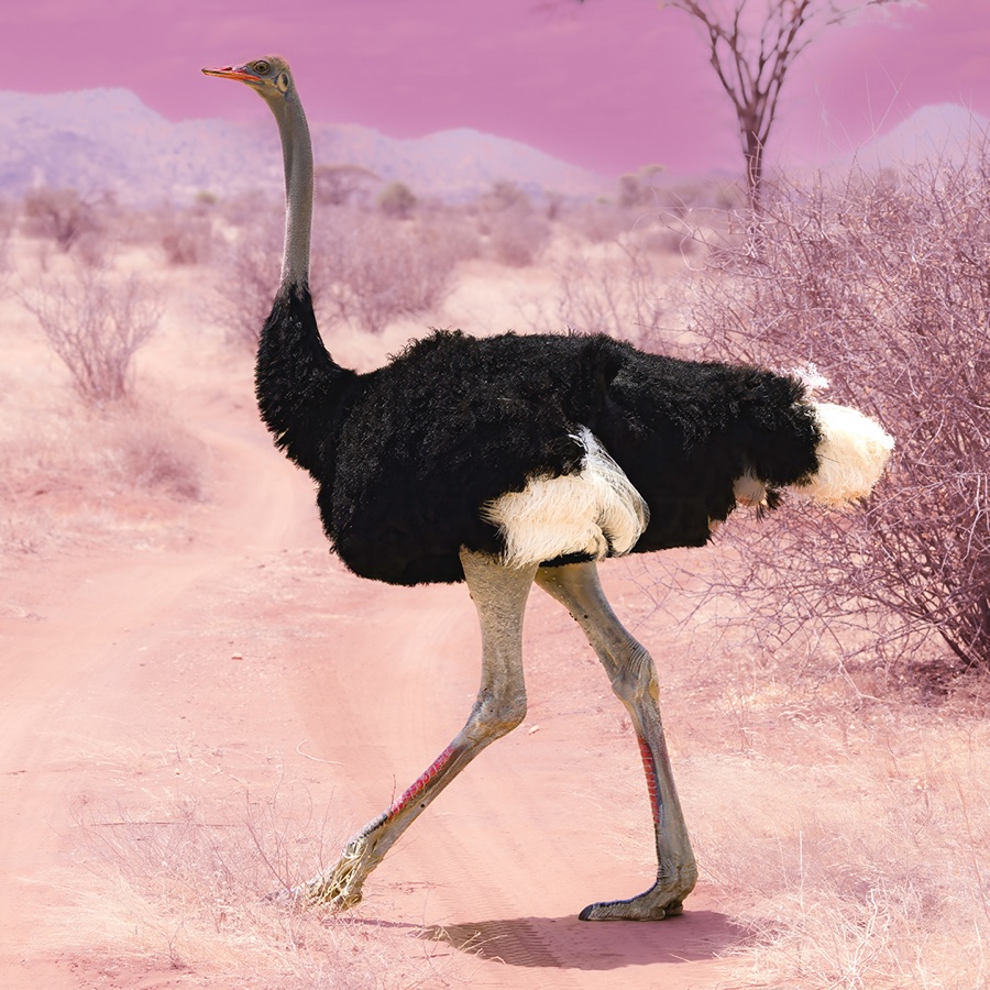 Pink Ostrich In Samburu