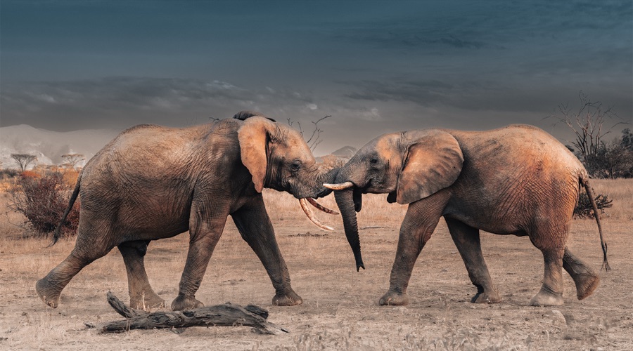Samburu Elephants