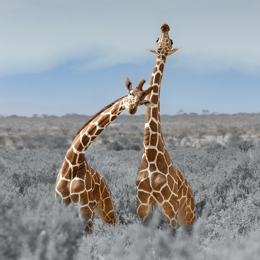 Samburu Giraffes