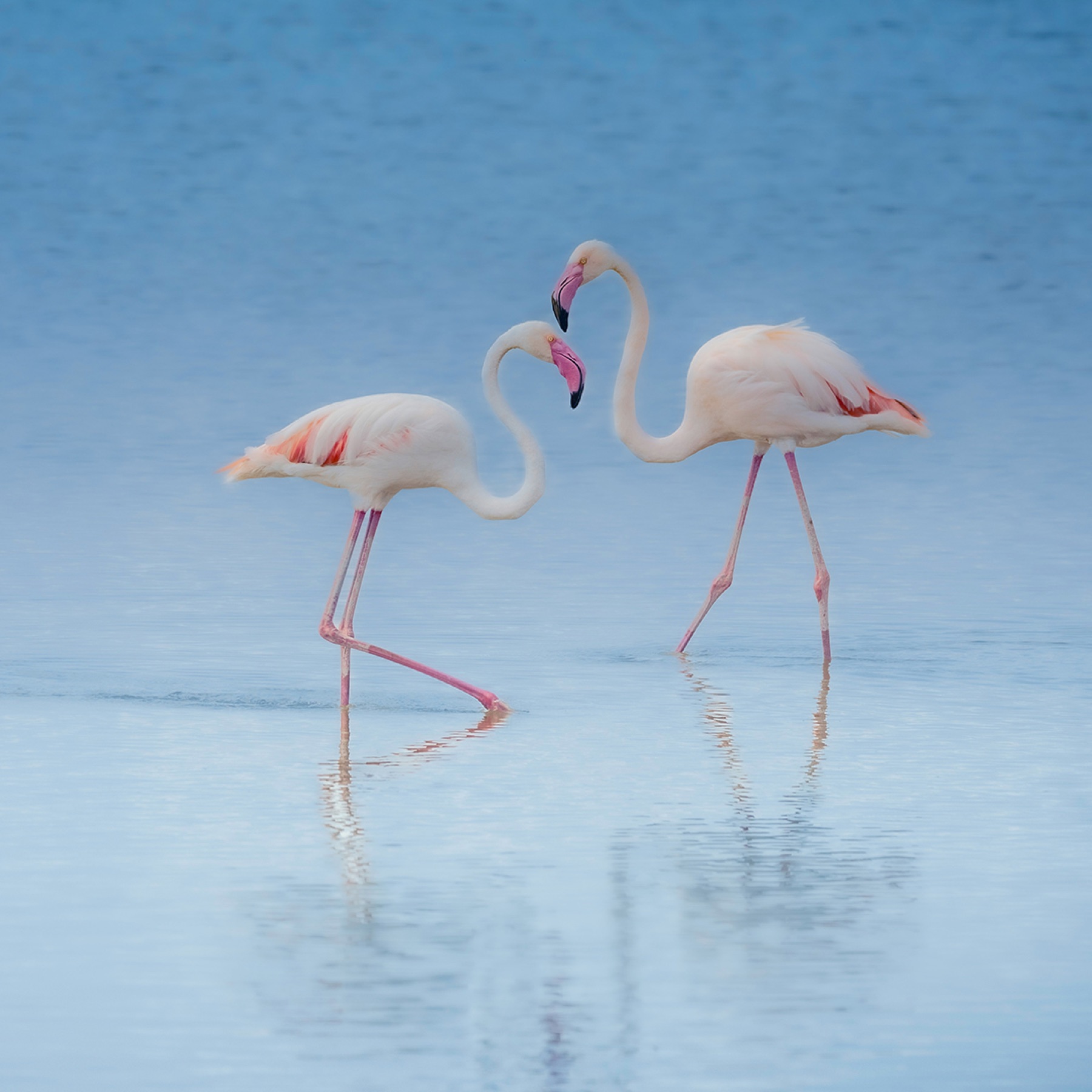 Blue Flamingoes Of Amboseli Artwork