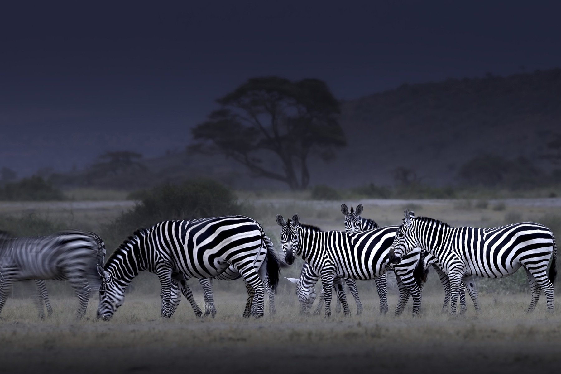 Blue Zebras In Amboseli Artwork