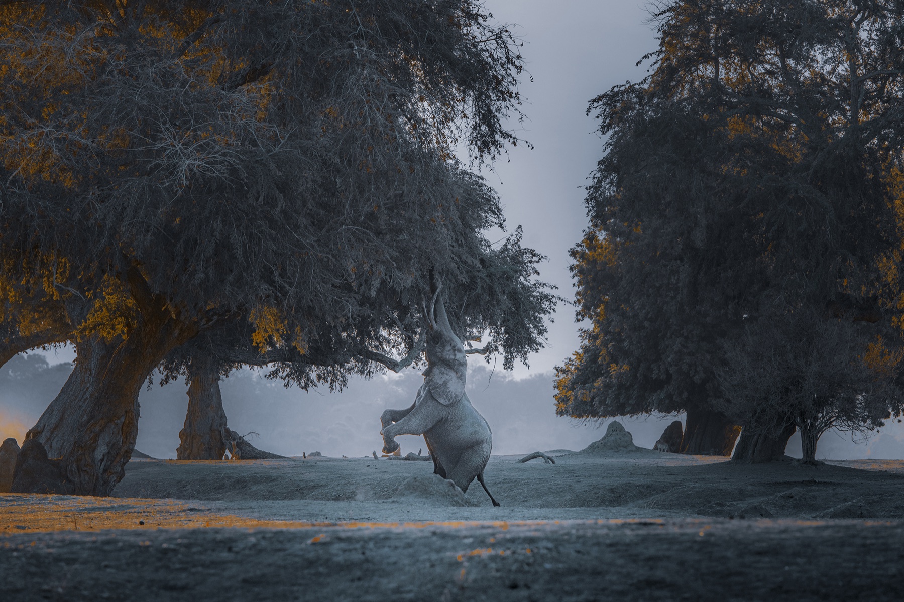 Boswell At Mana Pools Artwork