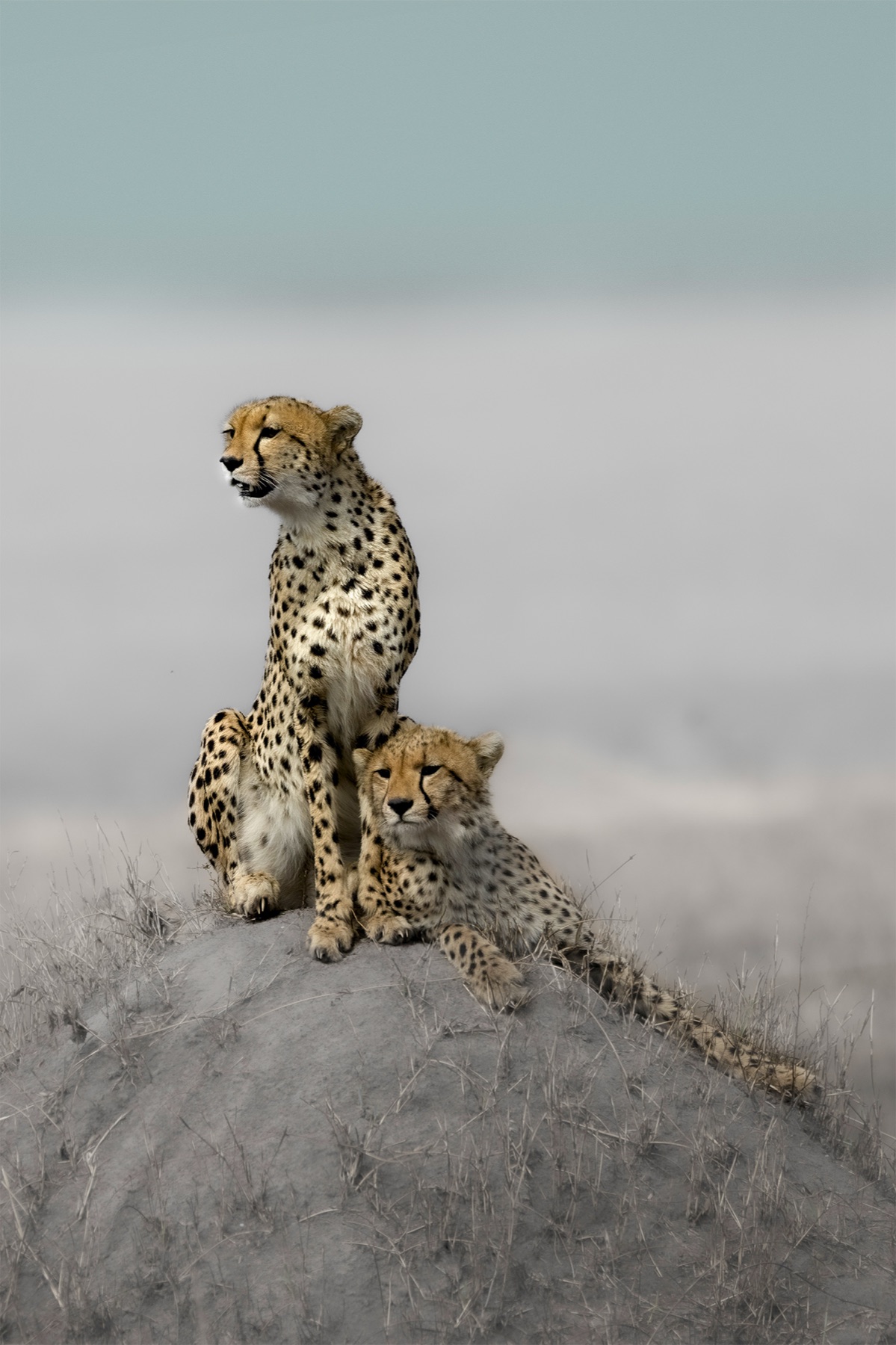 Cheetah Siblings Artwork