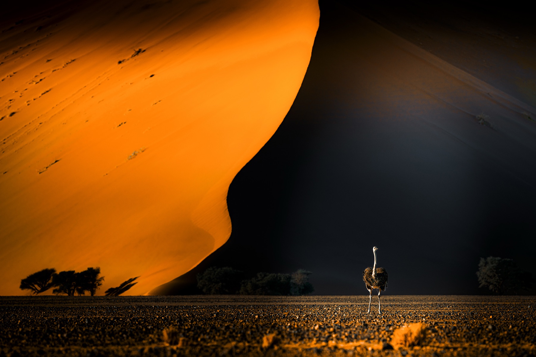 Ostrich Of Sossusvlei Artwork