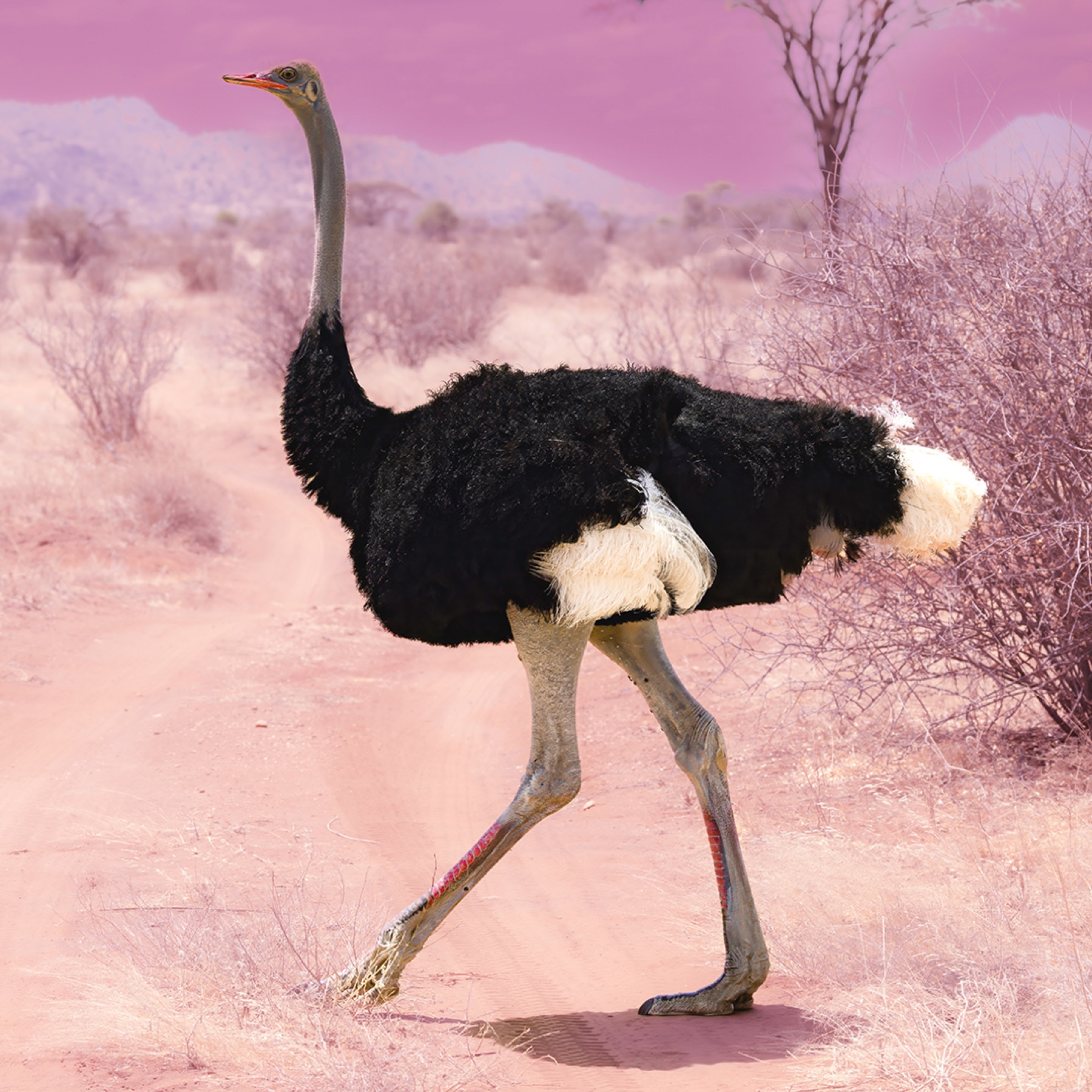 Pink Ostrich In Samburu Artwork
