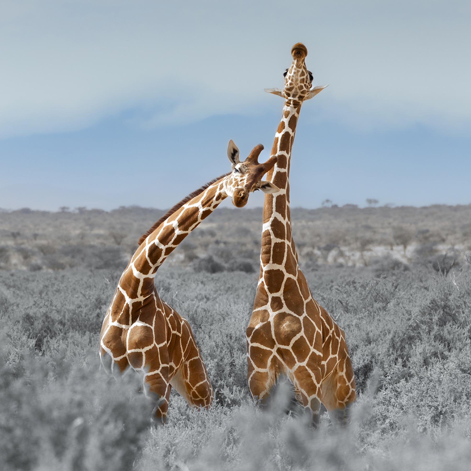 Samburu Giraffes Artwork