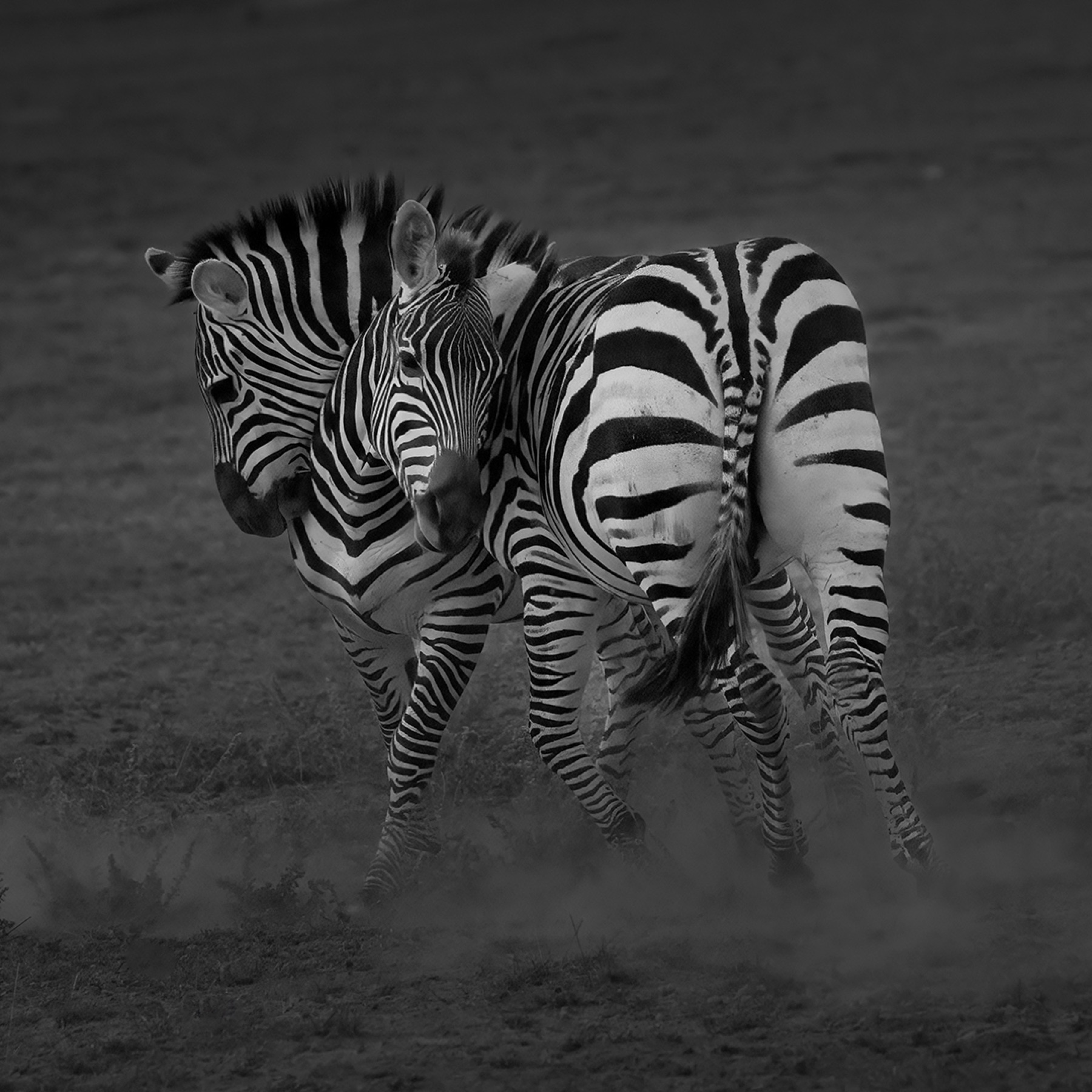 Zebras Playing Artwork