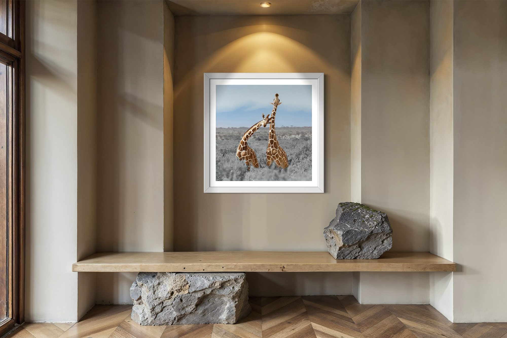 Samburu Giraffes White