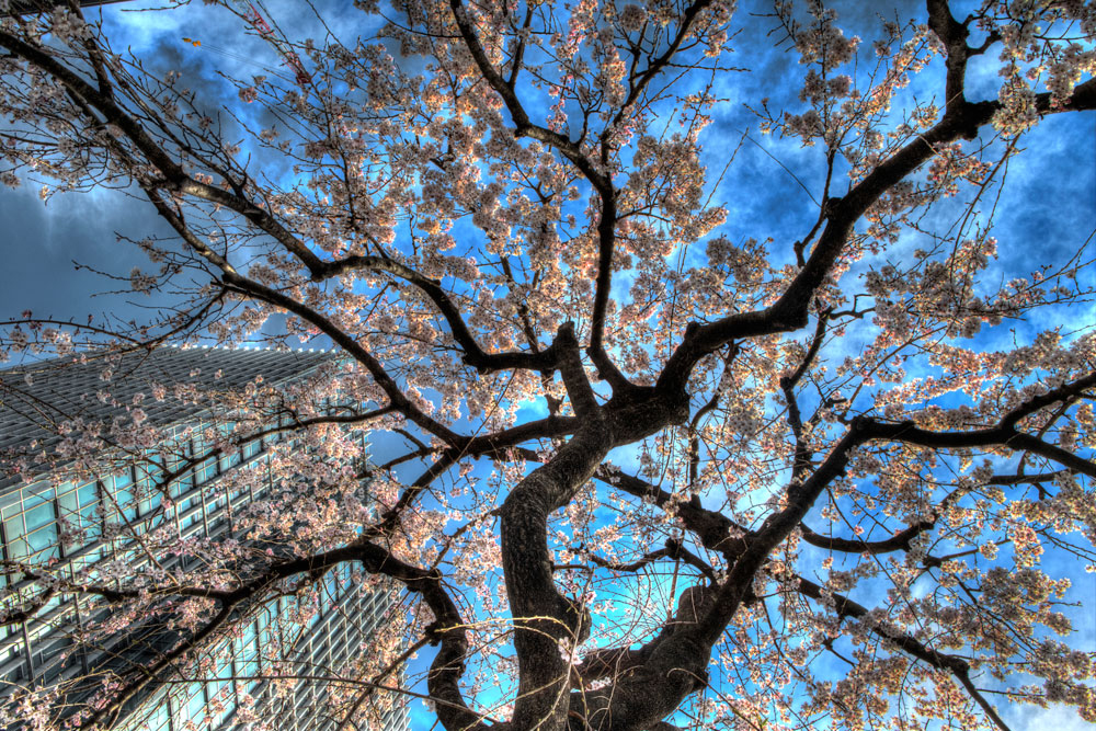 Cherryblossoms