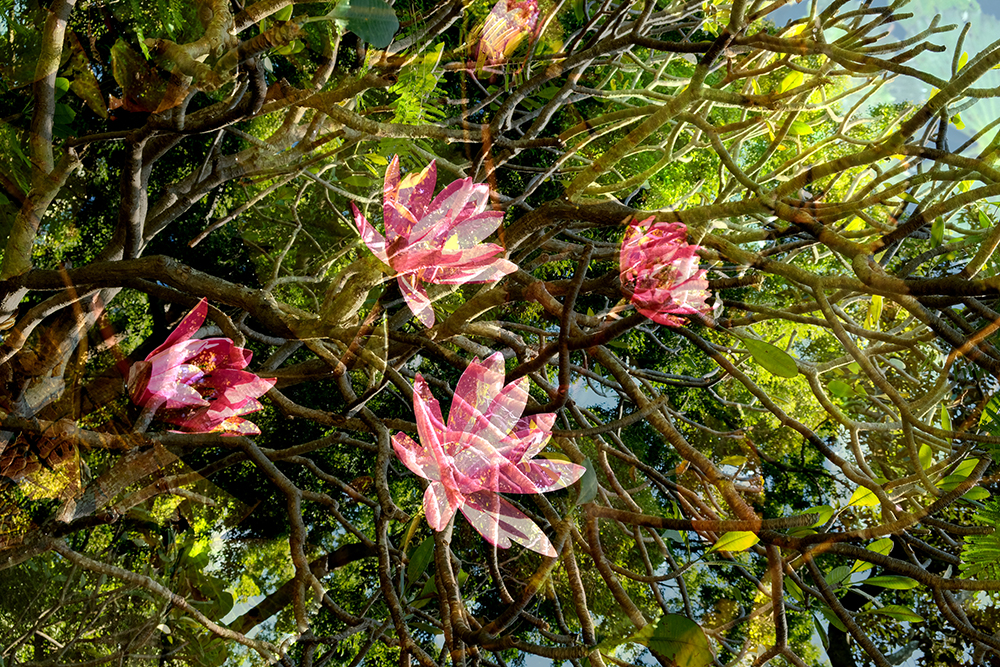 Lilies 1
