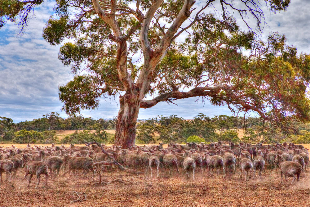 Sheep