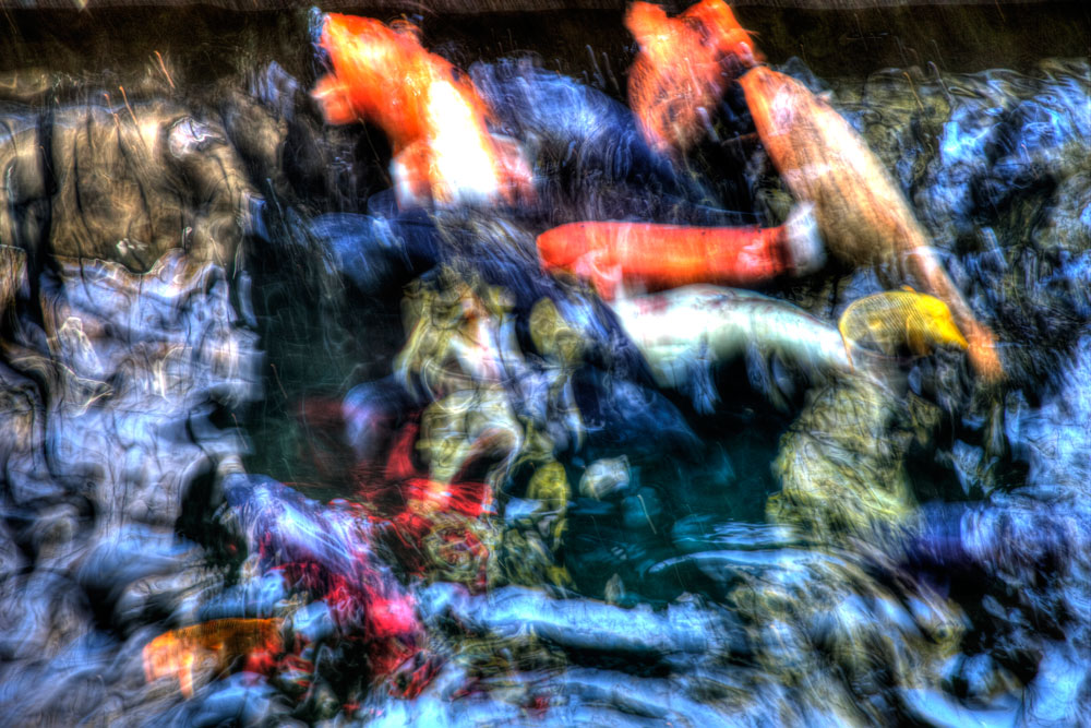 Swimmingfish 1