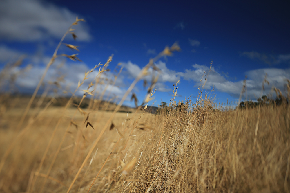 Field