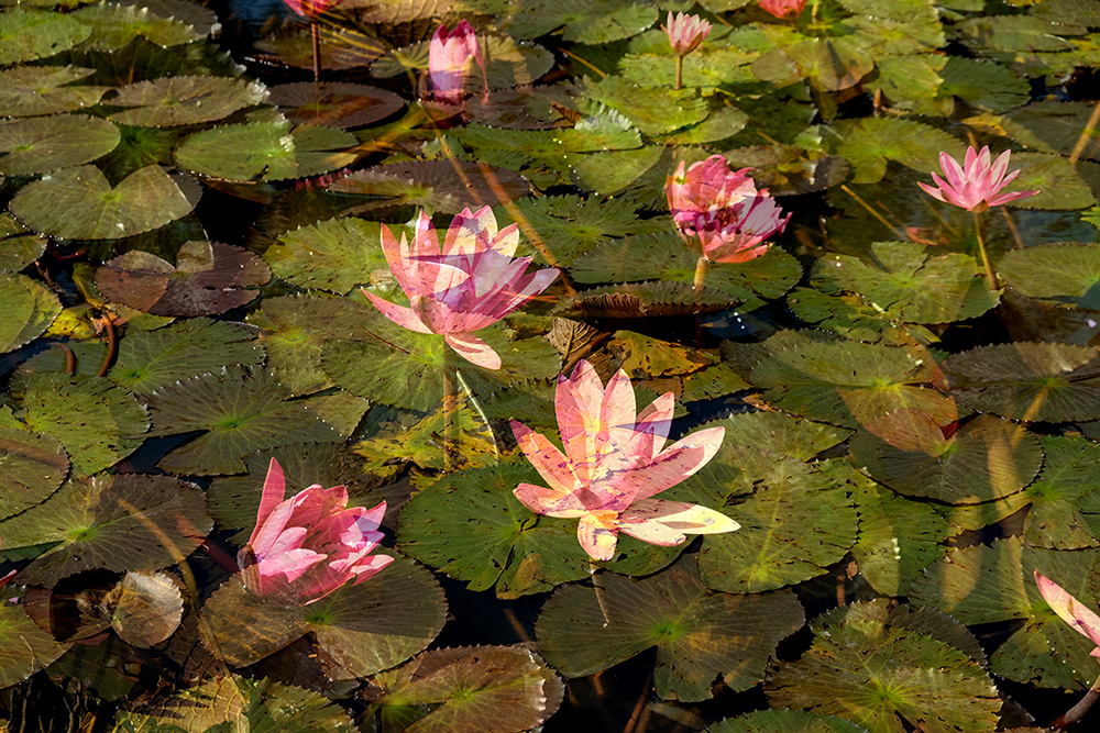 Pond 2