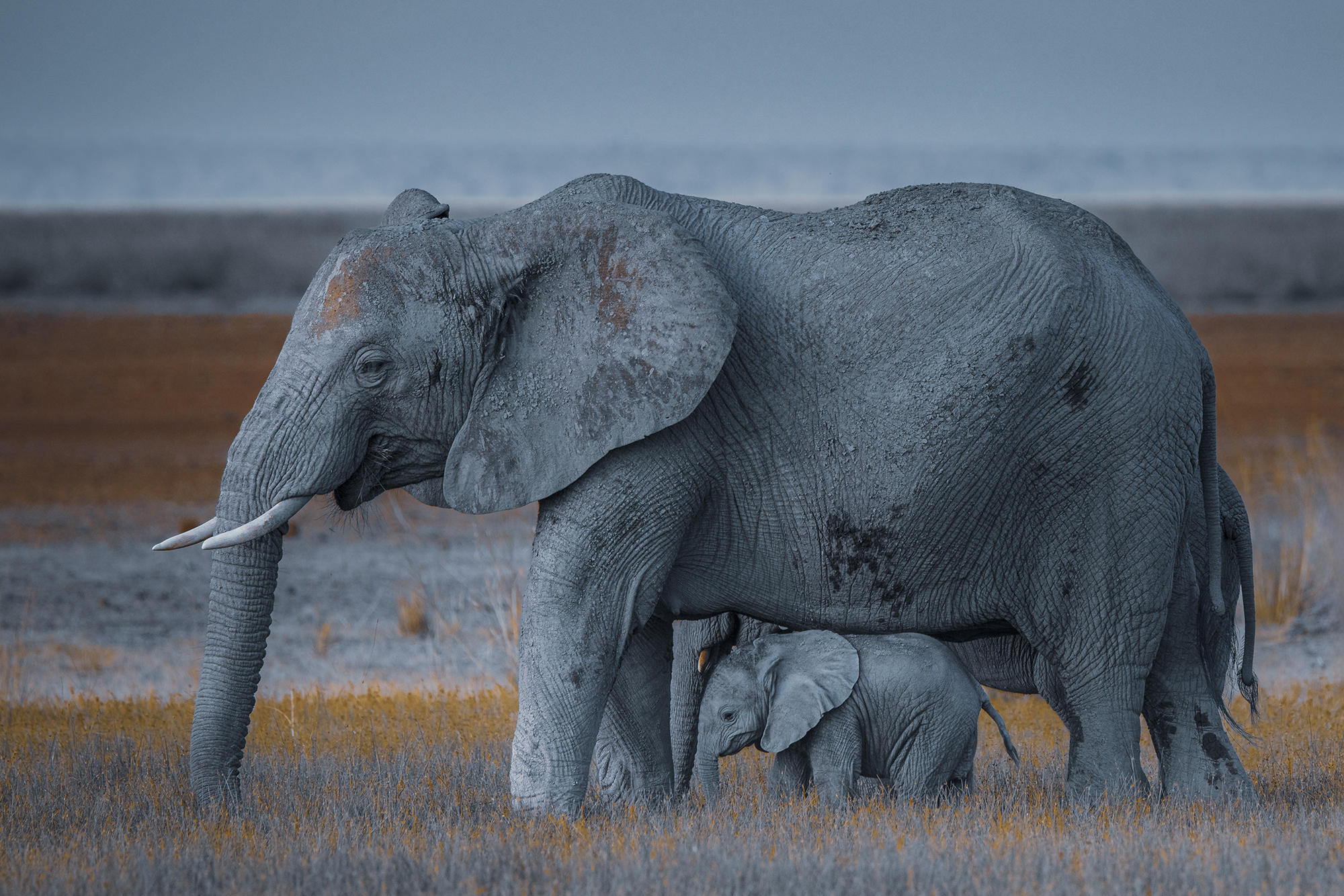 Baby Elephant