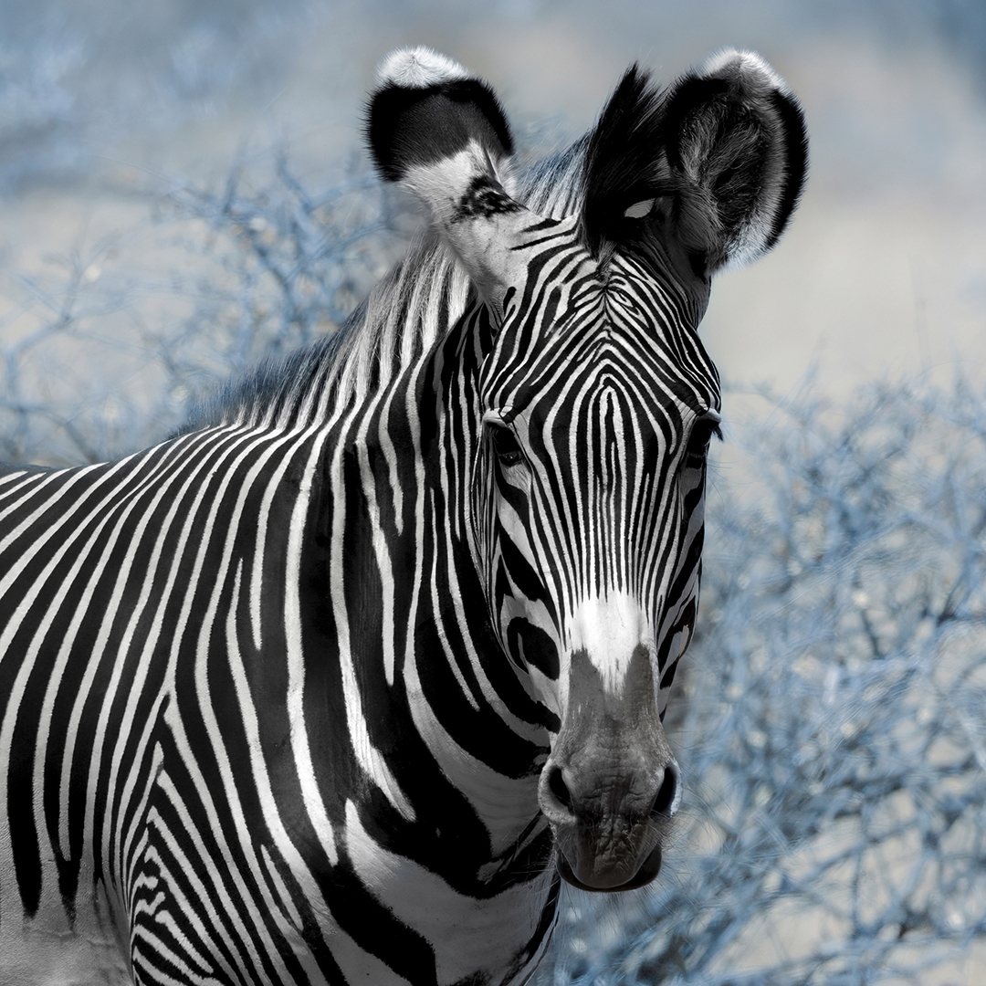 Blue Zebra Looking