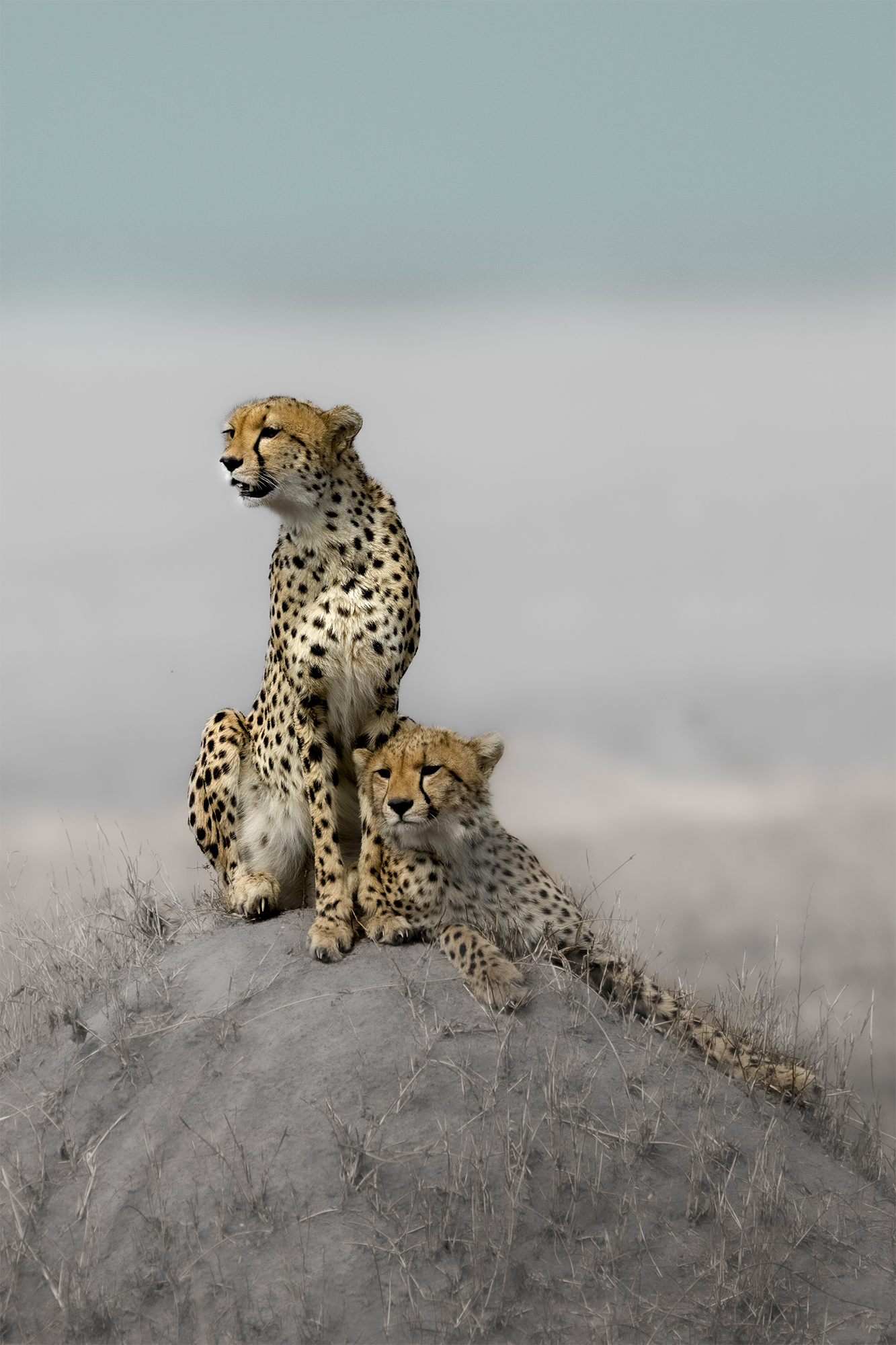 Cheetah Siblings