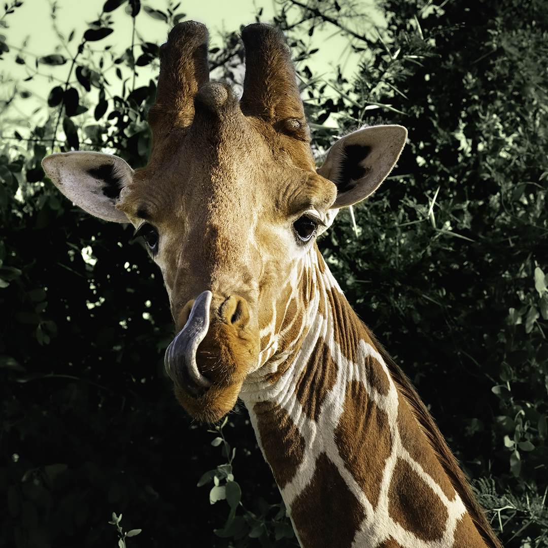 Licking Giraffe
