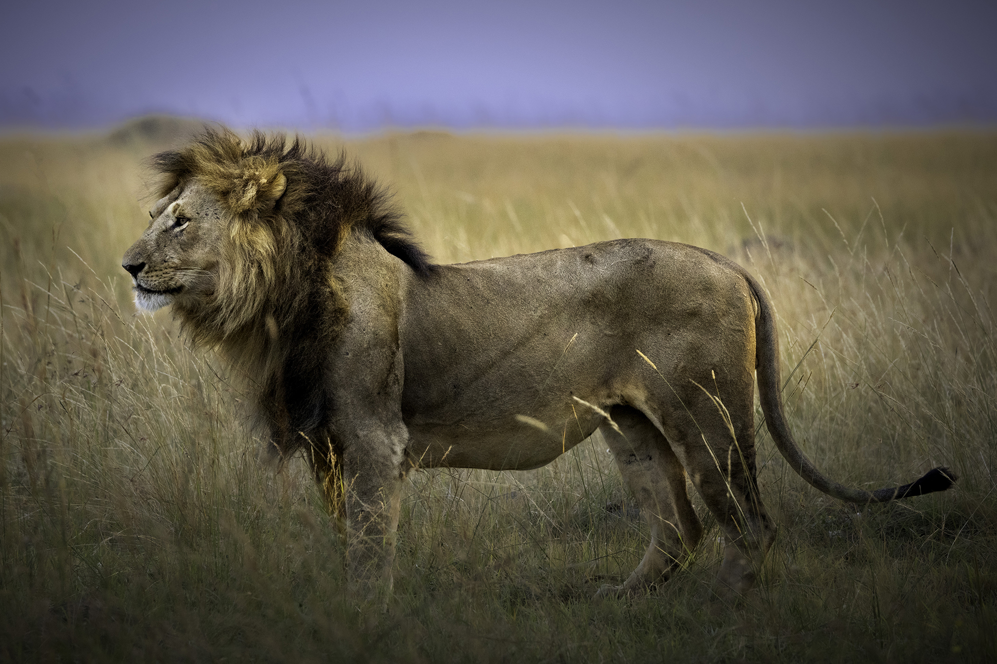 Beats of Africa fine art prints