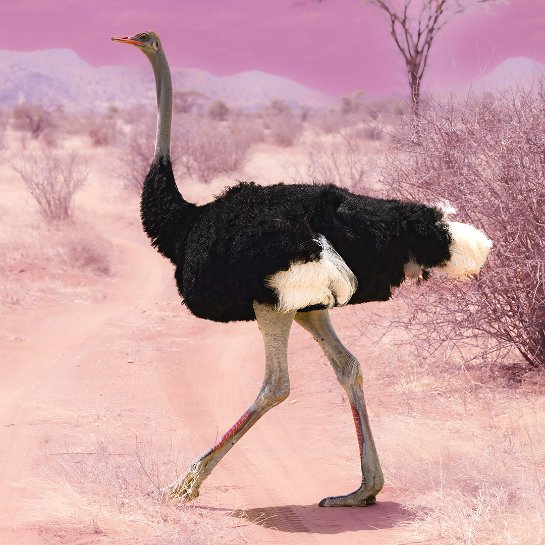 Pink Ostrich In Samburu