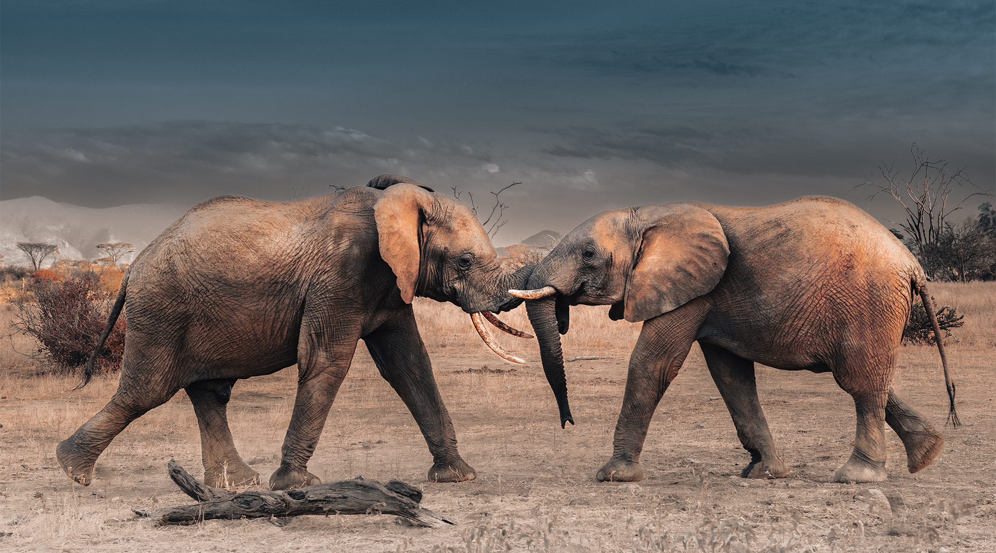 Samburu Elephants